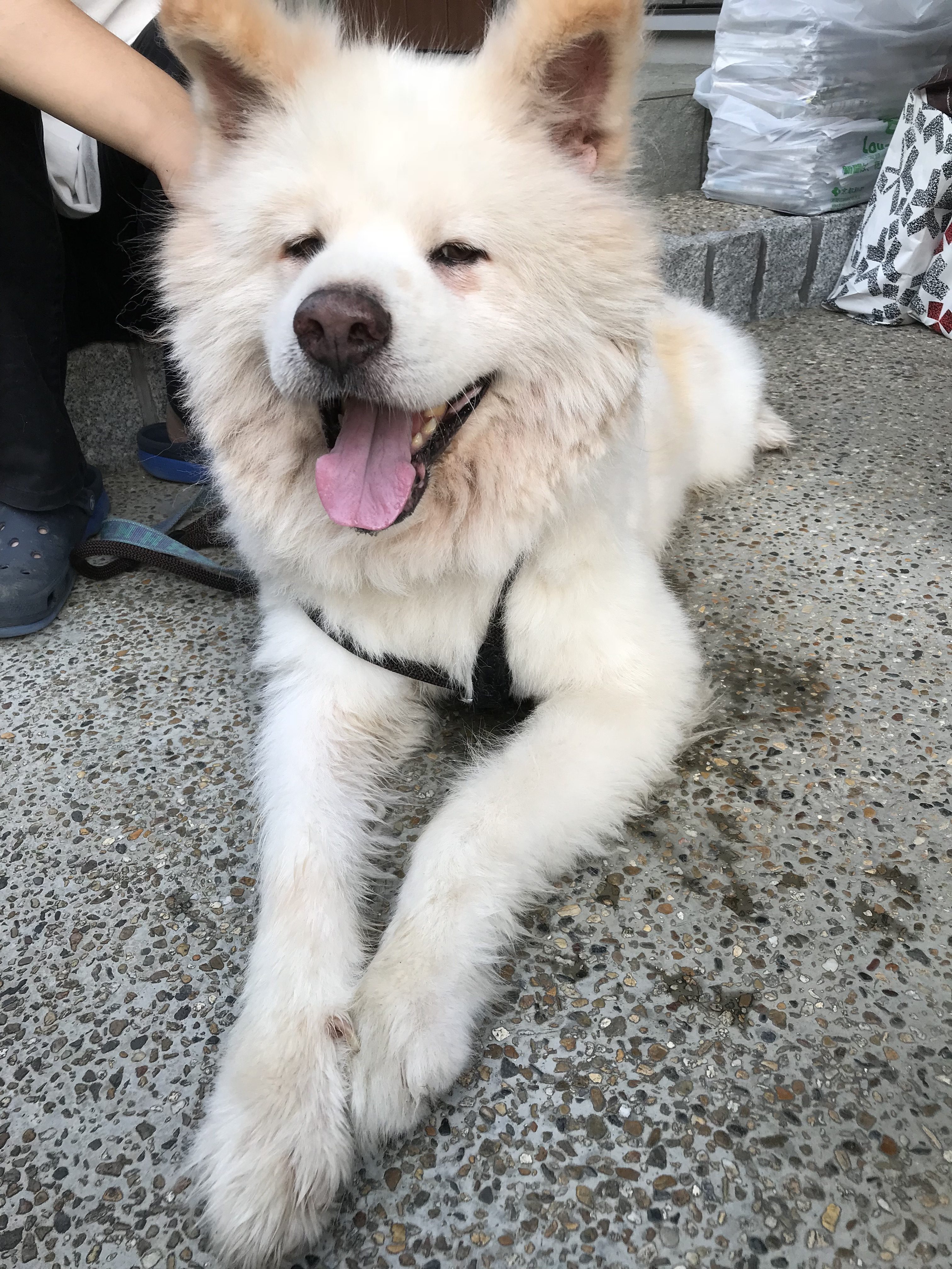 猛暑の夏 秋田犬ばんちゃんにシャンプー 京都わんこのお宿 薫風舎